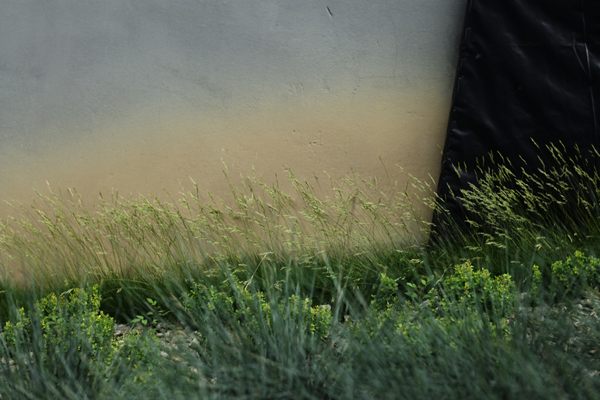 442 :: Grass in july